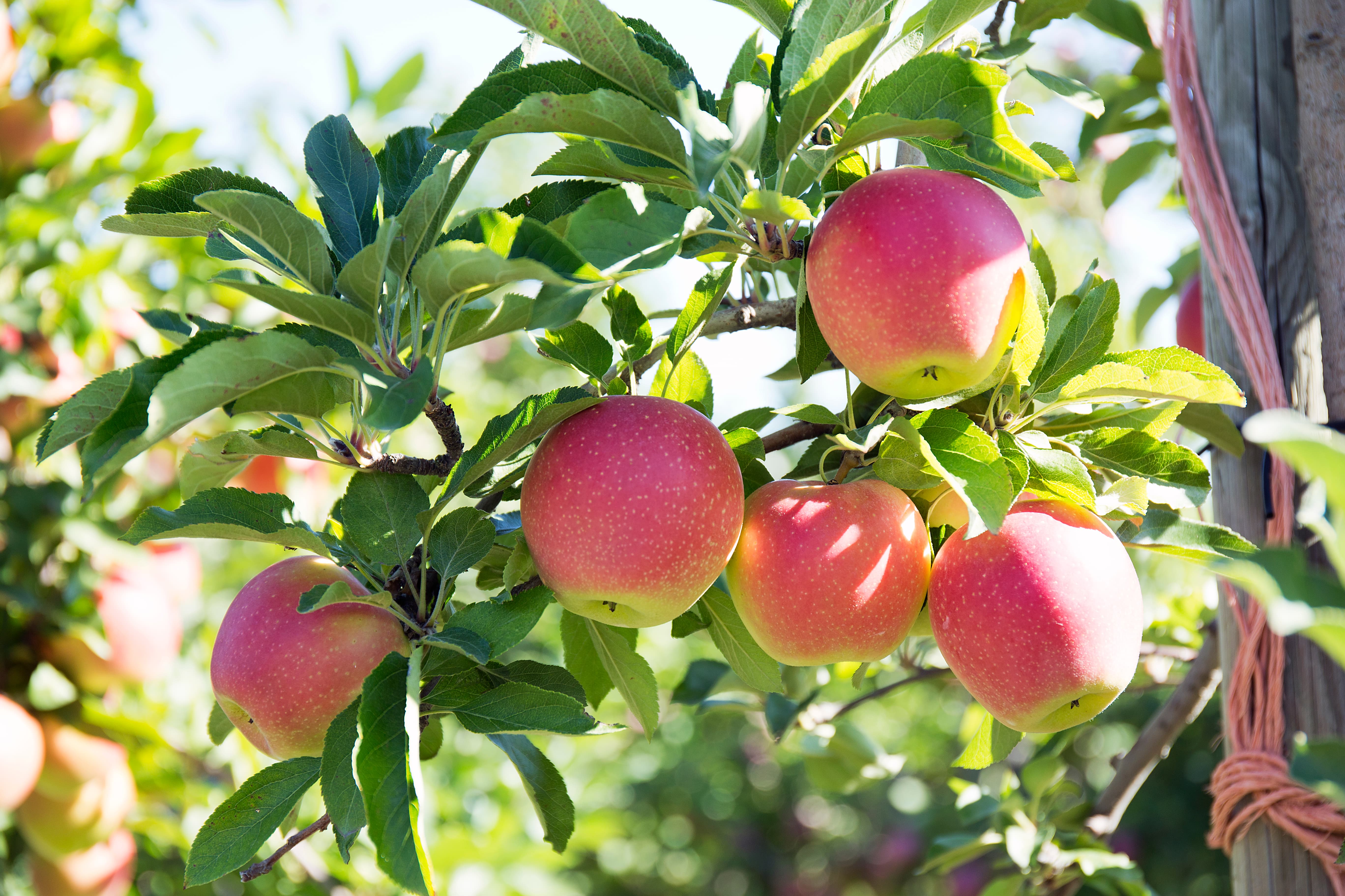 Pick Your Own Apples at Parlee Farms