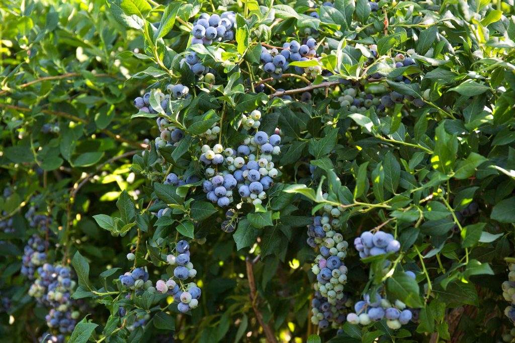 Pick Your Own Blueberries at Parlee Farms, Tyngsboro MA