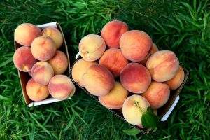 Pick Your Own Peaches at Parlee Farms