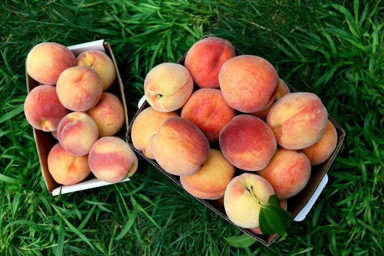 How to Dry Peaches