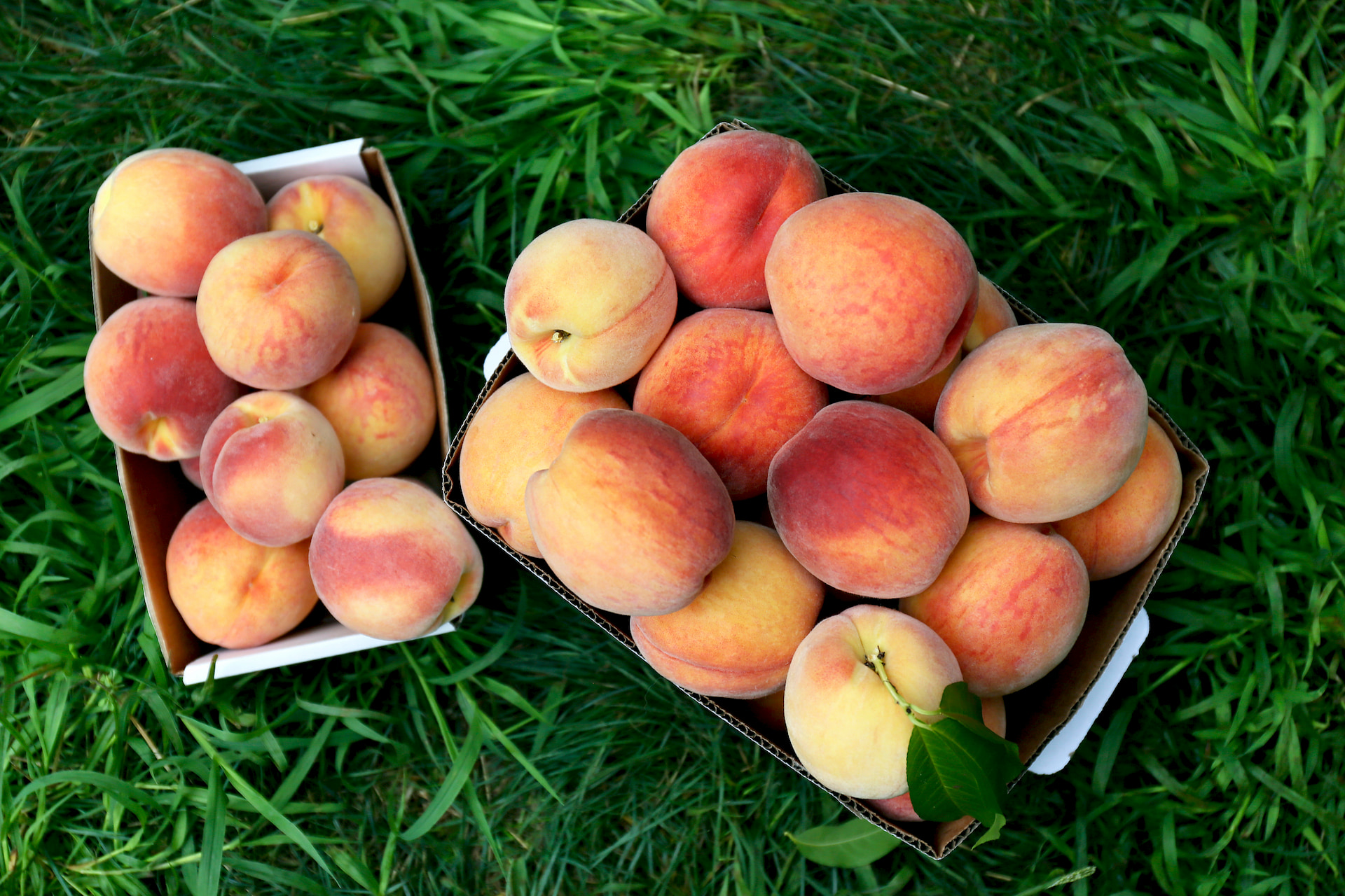 Pick Your Own Peaches at Parlee Farms