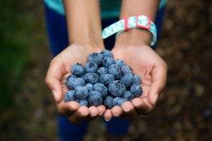 Pick Your Own Blueberries at Parlee Farms