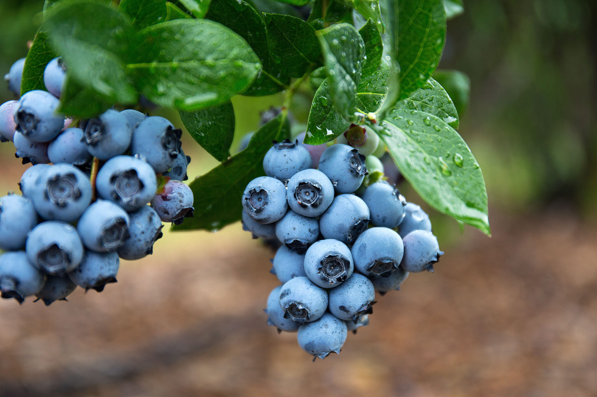 Massachusetts Harvest Schedule and Apple Picking Season at Parlee Farms