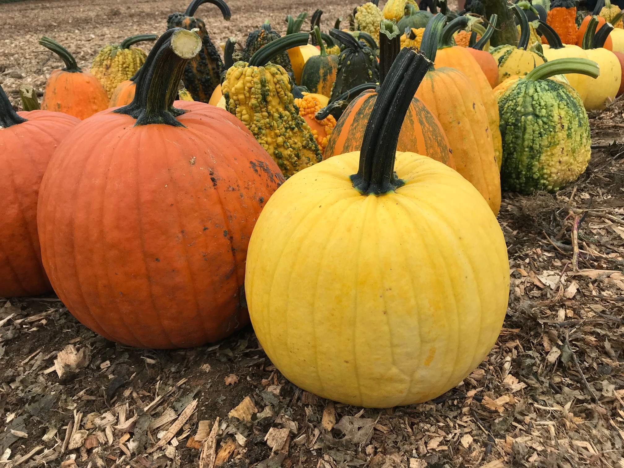 Our Farm Grown Pumpkins at Parlee Farms