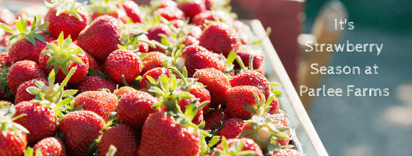 Pick Your Own Strawberries at Parlee Farms 
