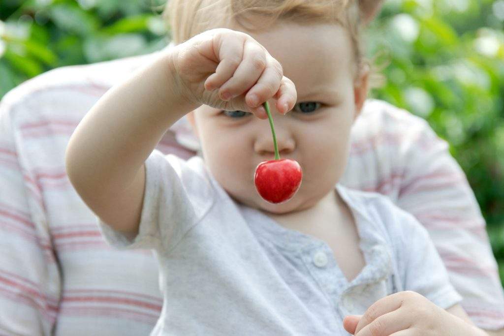 Pick Your Own Sweet Cherries at Parlee Farms