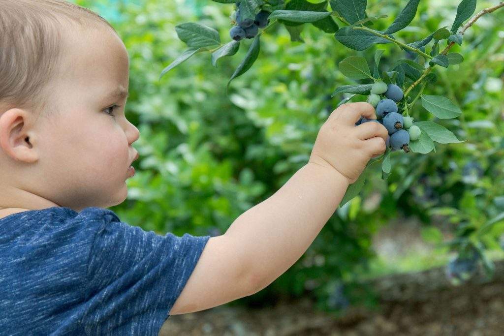 Pick Your Own Blueberries at Parlee Farms