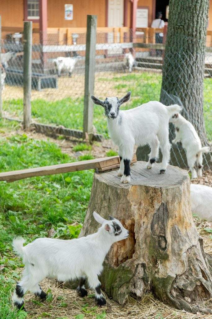 Friendly Goats at Annie's Animal Barns at Parlee Farms, Tyngsboro MA