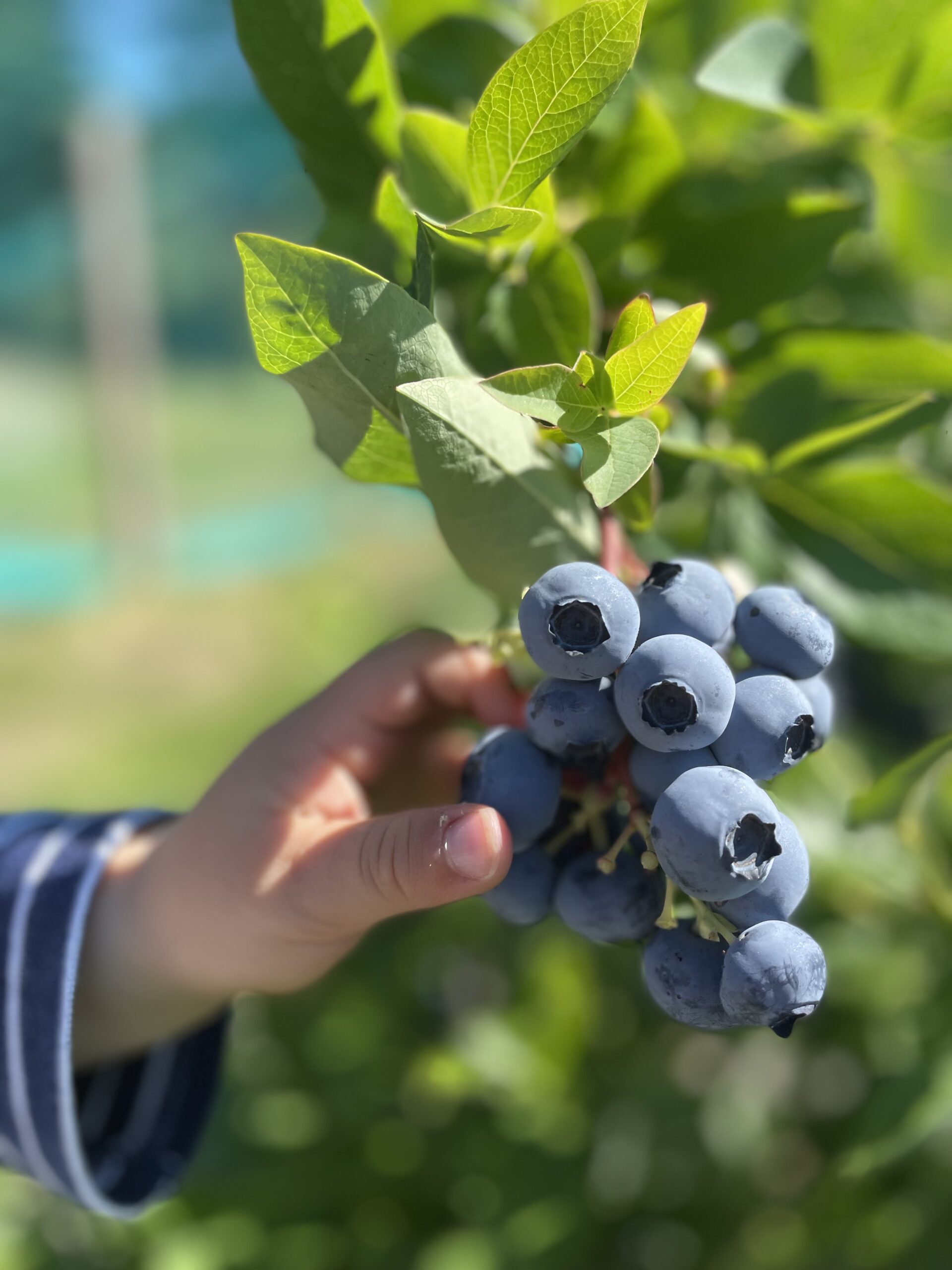 Blueberry Pick Your Own at Parlee Farms