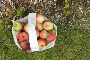 Pick Your Own Apples at Parlee Farms