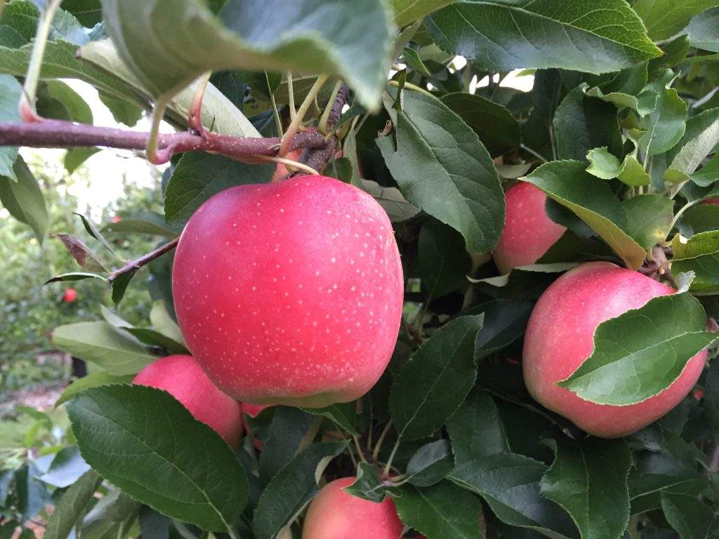 Pick Your Own Apples at Parlee Farms
