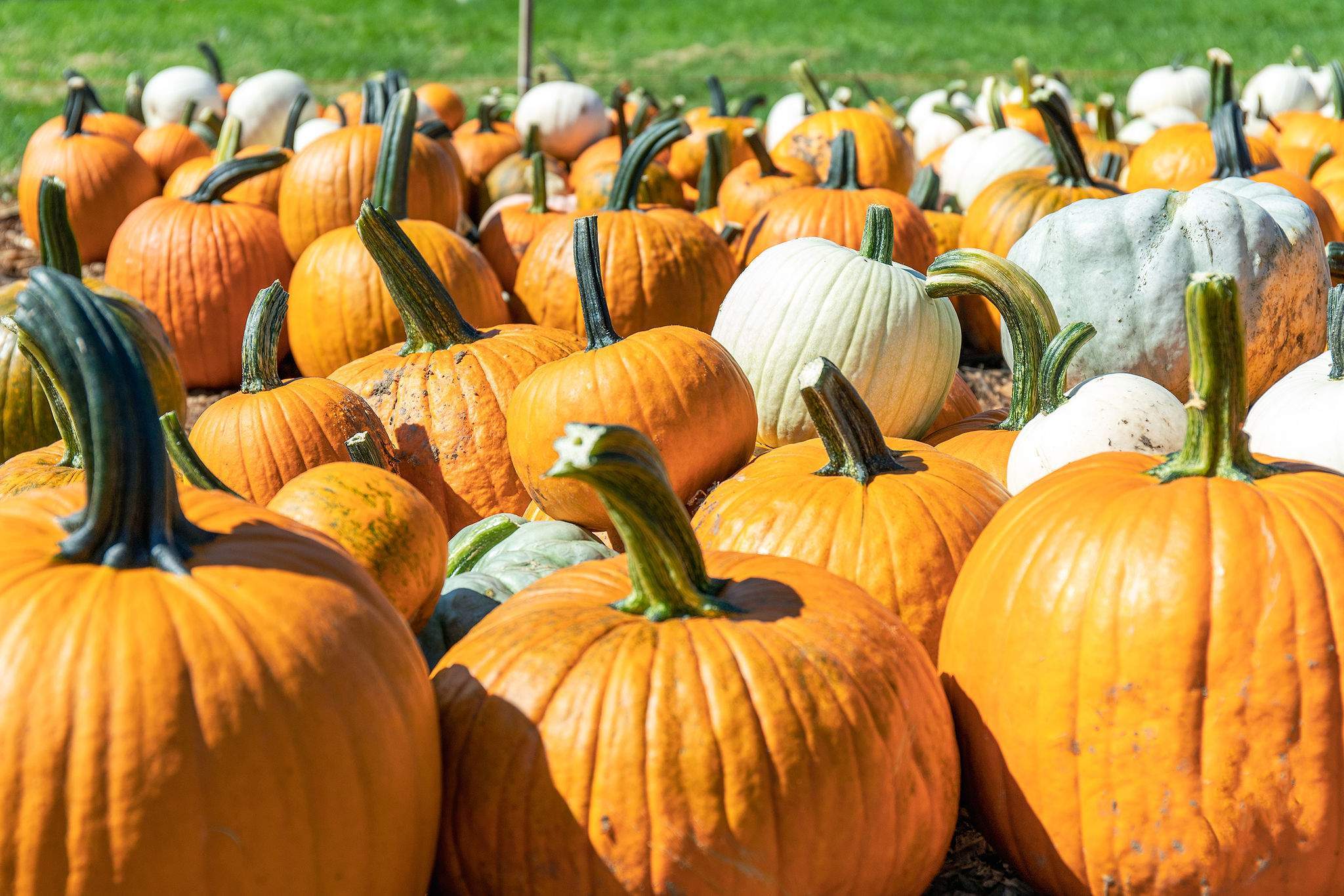 Evolution of Decorative Pumpkins