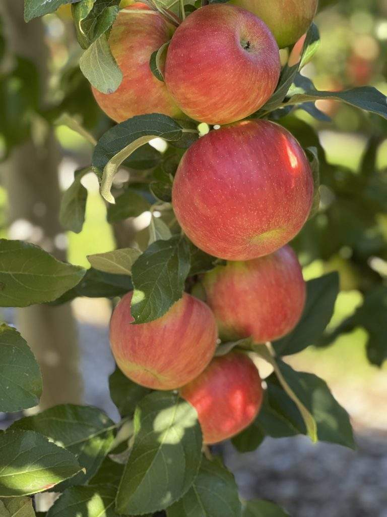 Pick Your Own Apples at Parlee Farms, Tyngsboro MA