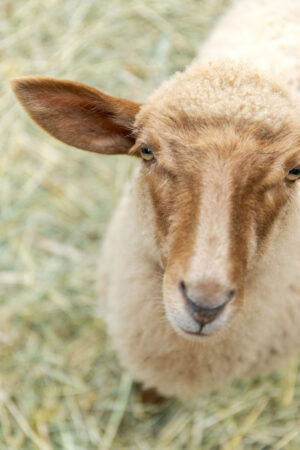 Sheep at Parlee Farms