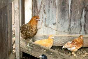 Chickens at Parlee Farms