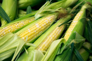 Non-GMO Corn grown at Parlee Farms