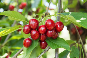 Pick Your Own Cherries at Parlee Farms