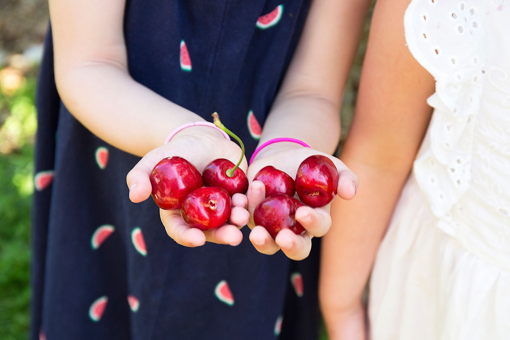 Pick Your Own Sweet Cherries at Parlee Farms