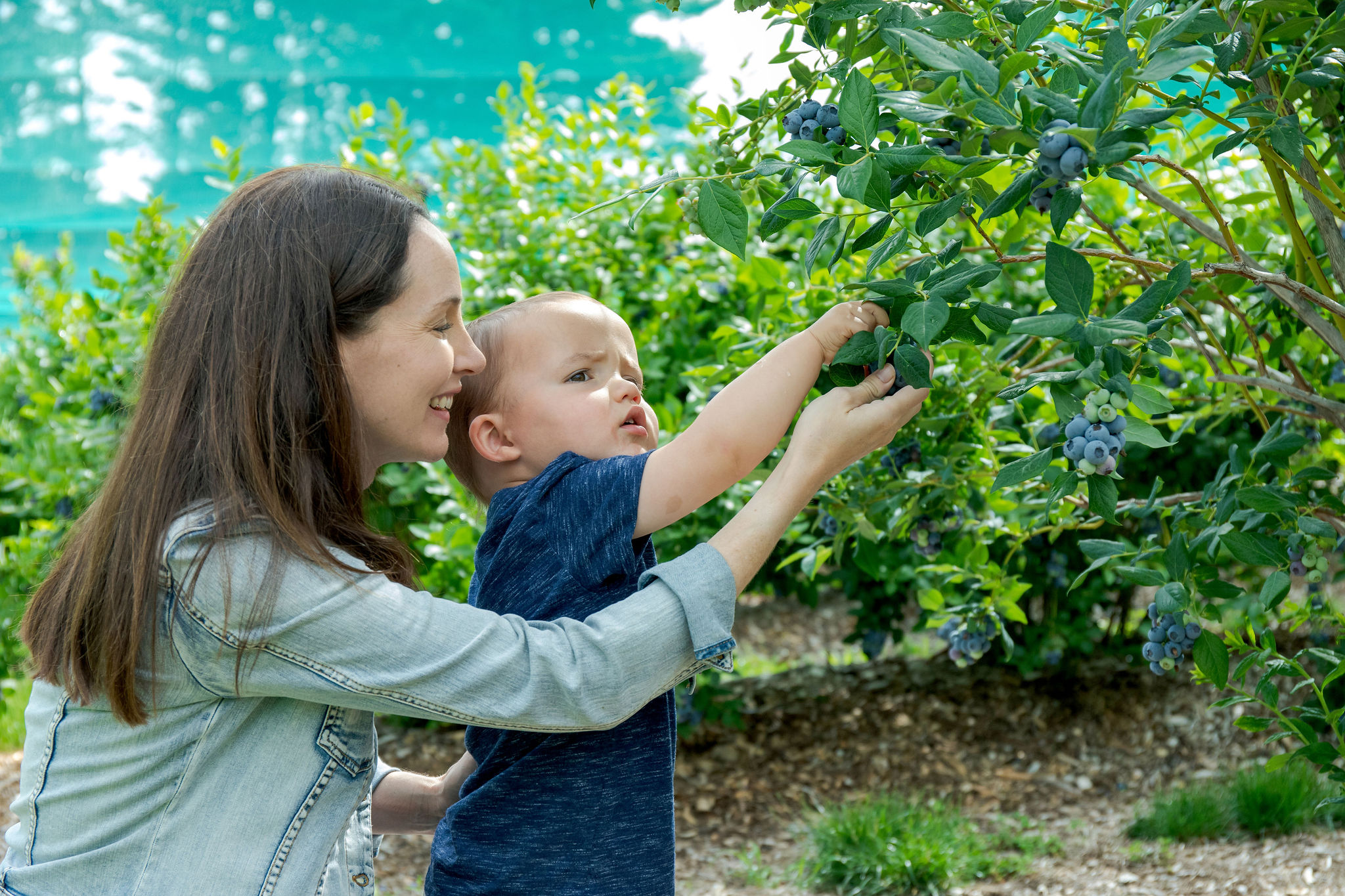 Pick Your Own Blueberries at Parlee Farms