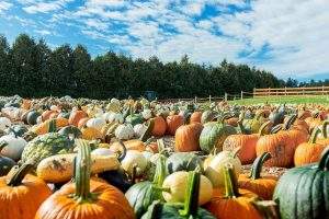 Pumpkin Patch at Parlee Farms