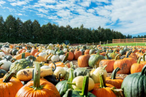 Pick Your Own Pumpkins at Parlee Farms