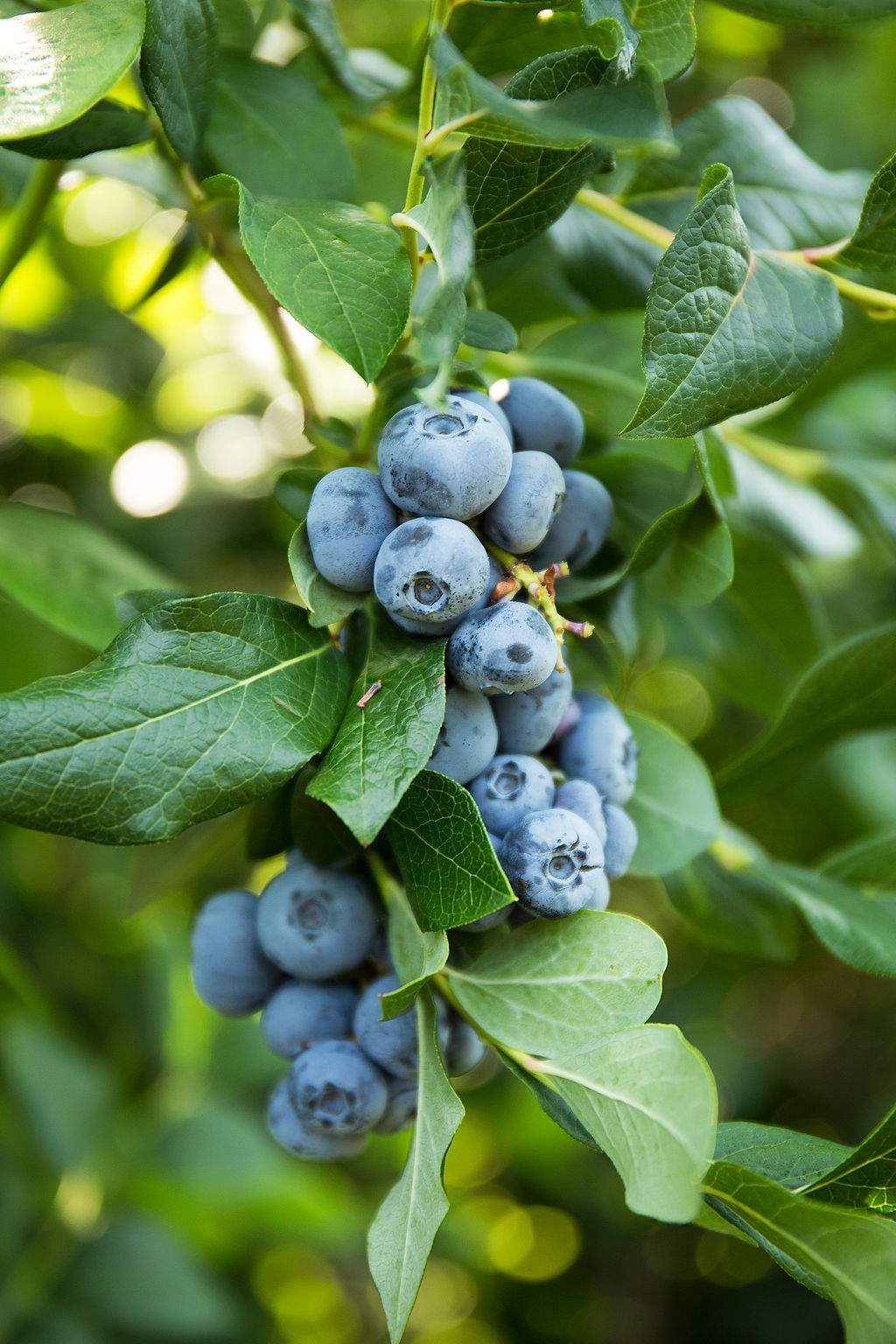 Pick Your Own Blueberries at Parlee Farms