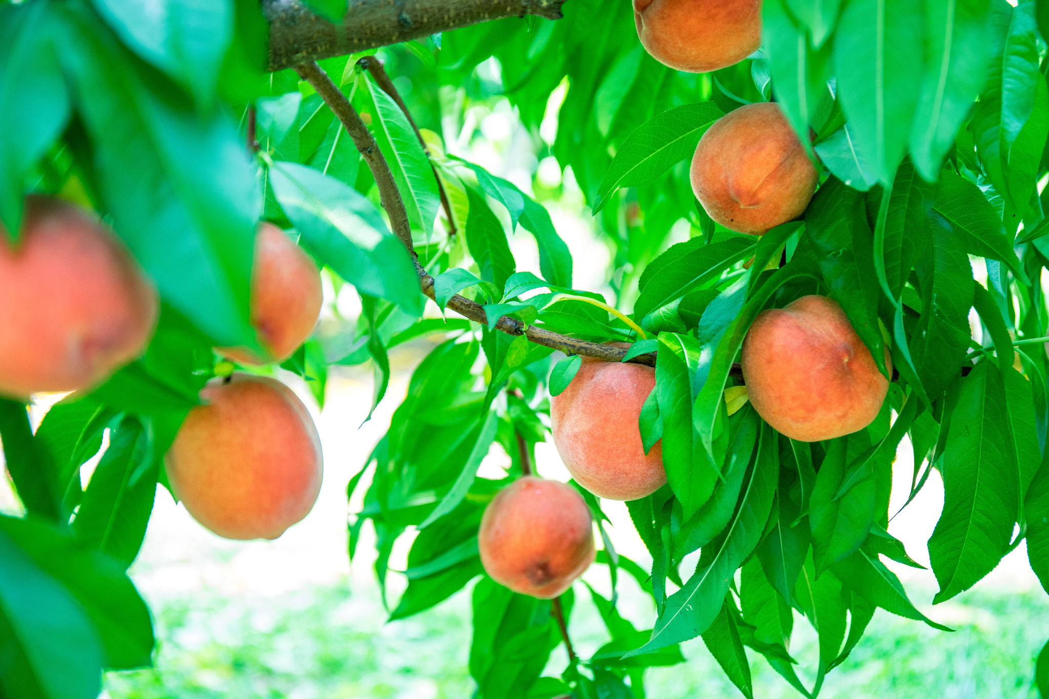 Pick Your Own Peaches at Parlee Farms
