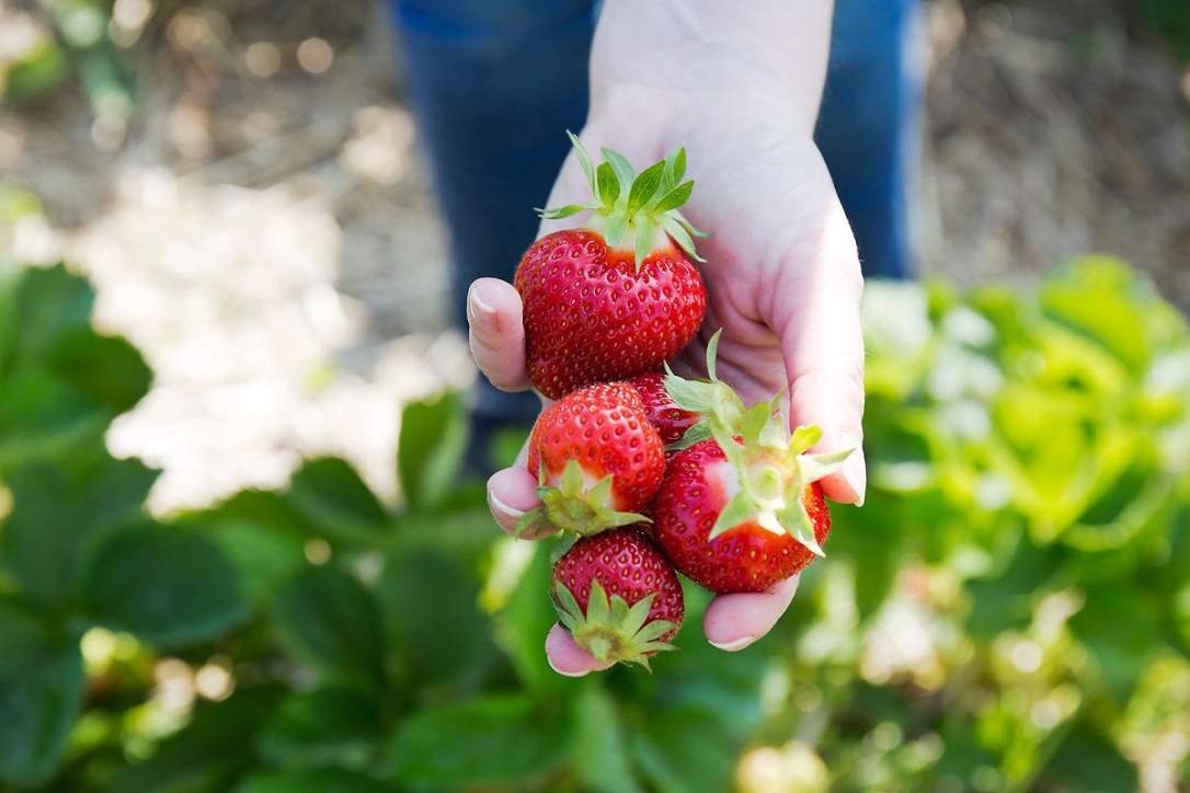 Strawberry picking at Parlee Farms