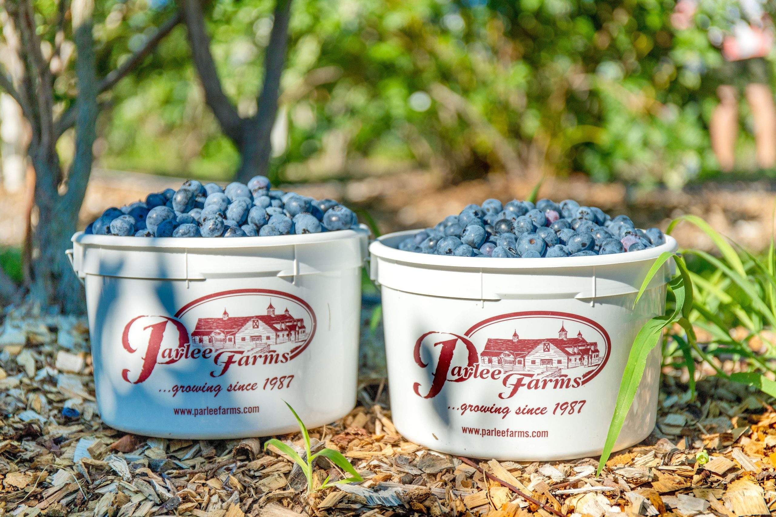 Pick Your Own Blueberries at Parlee Farms