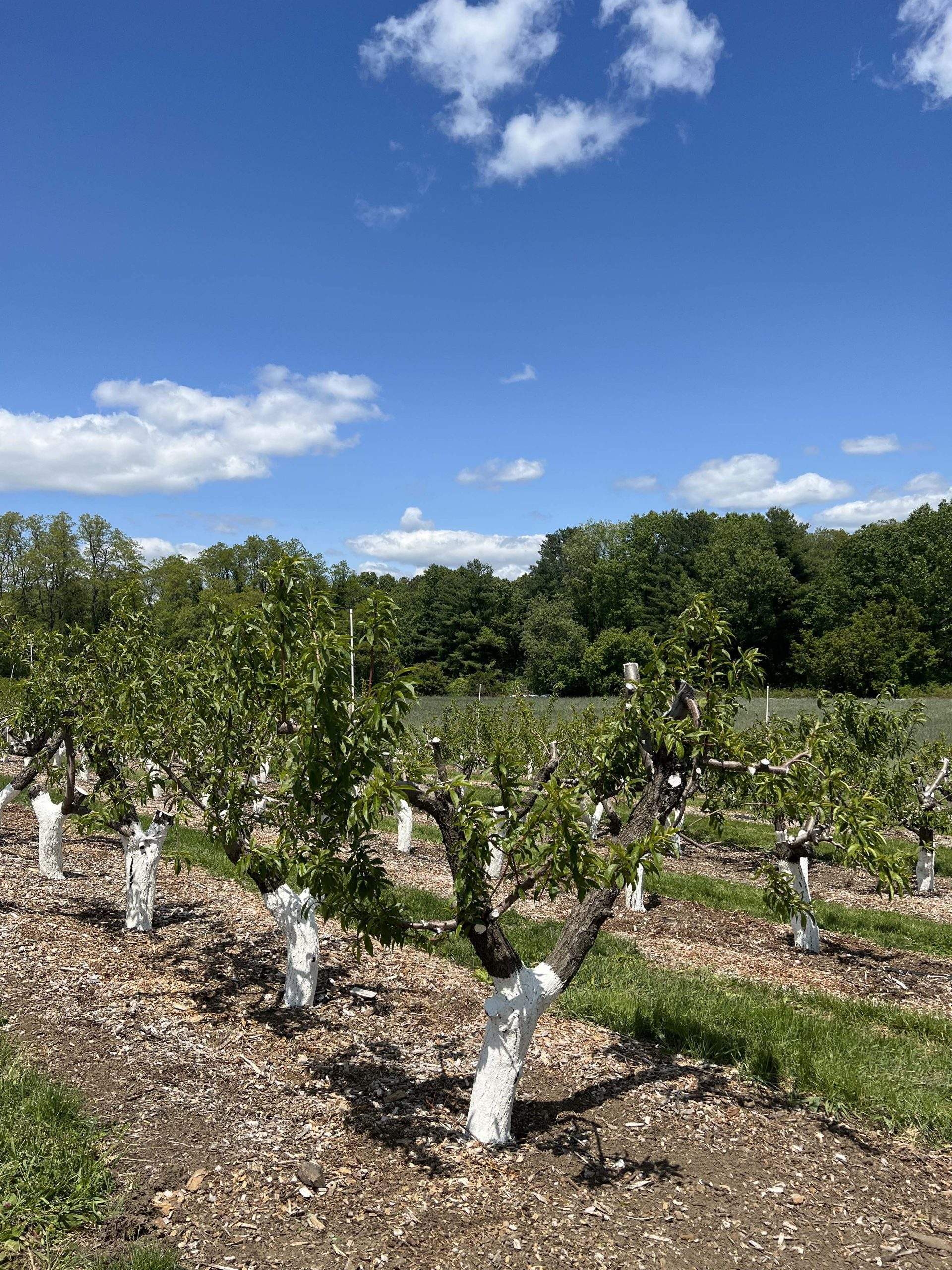 peach tree May 2023 at Parlee Farms after pruning 