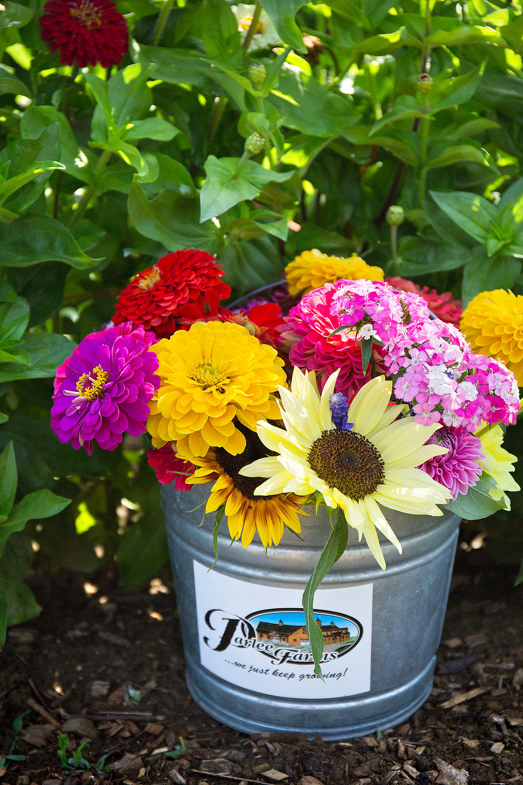 Cut Your Own Flowers at Parlee Farms