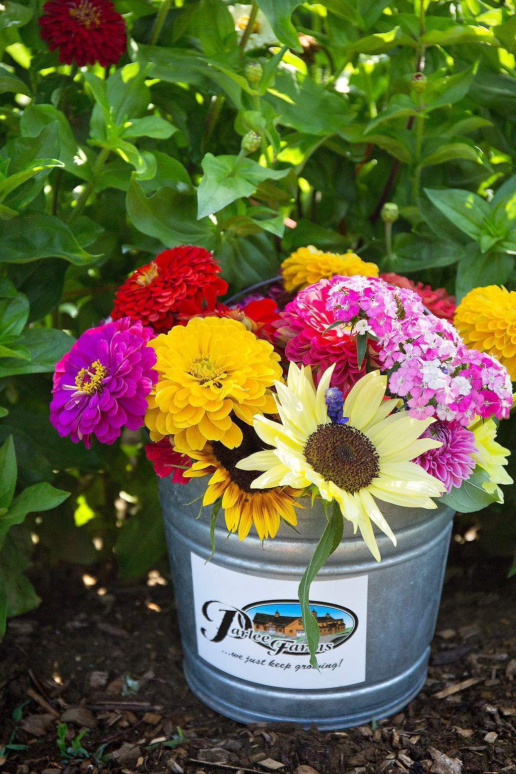 Cut Your Own Flowers at Parlee Farms