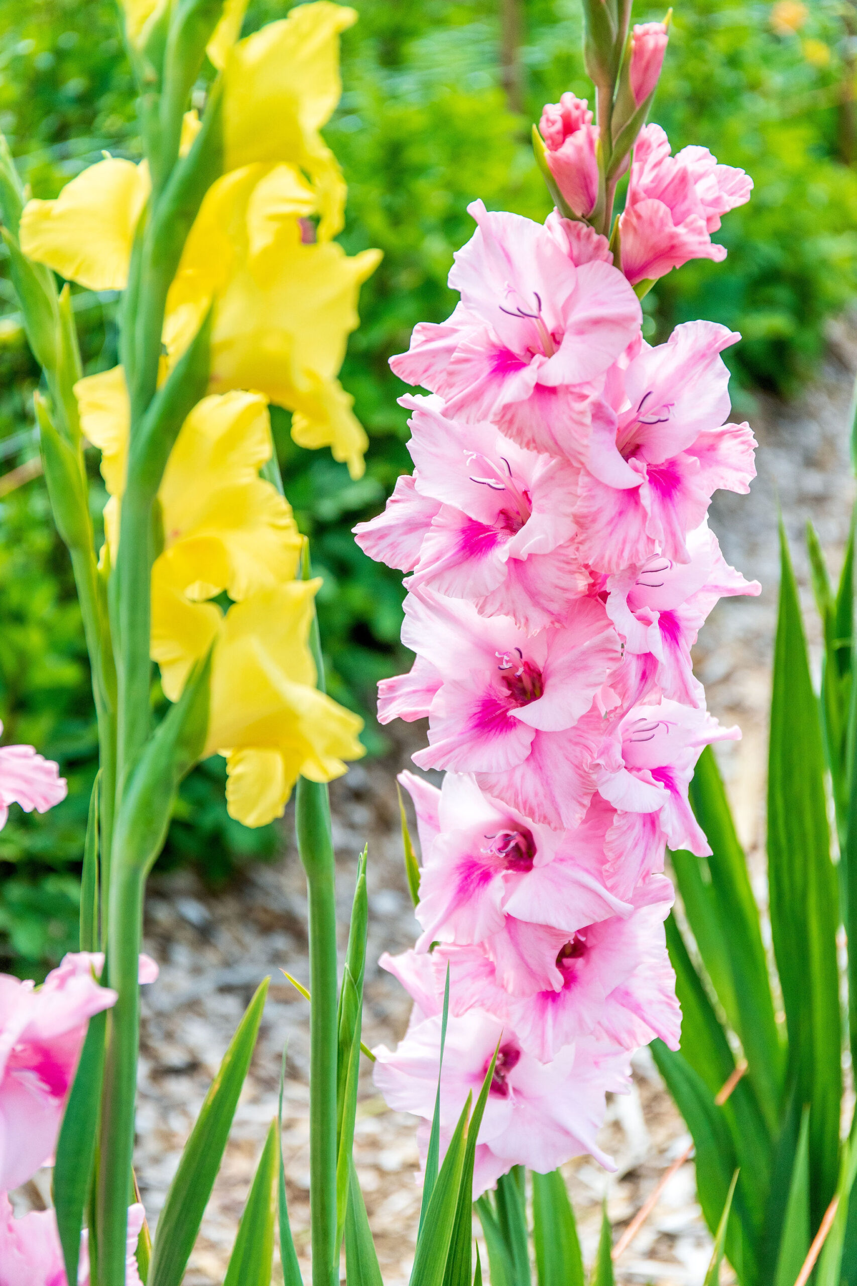 Cut Your Own Flowers at Parlee Farms