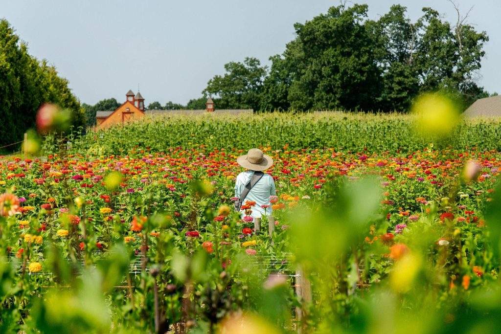 THe Flower Field at Parlee Farms