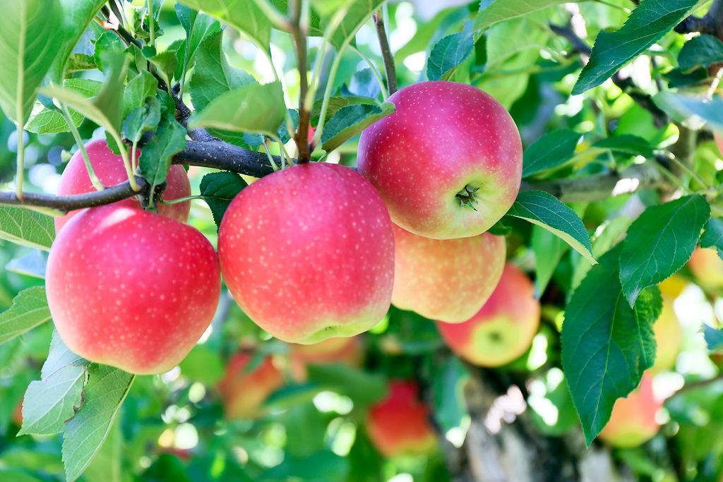 apple garden images