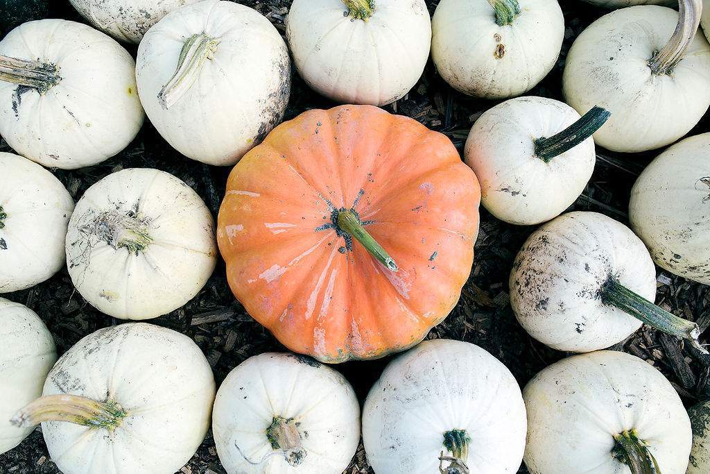 The Pumpkin Patch at Parlee Farms