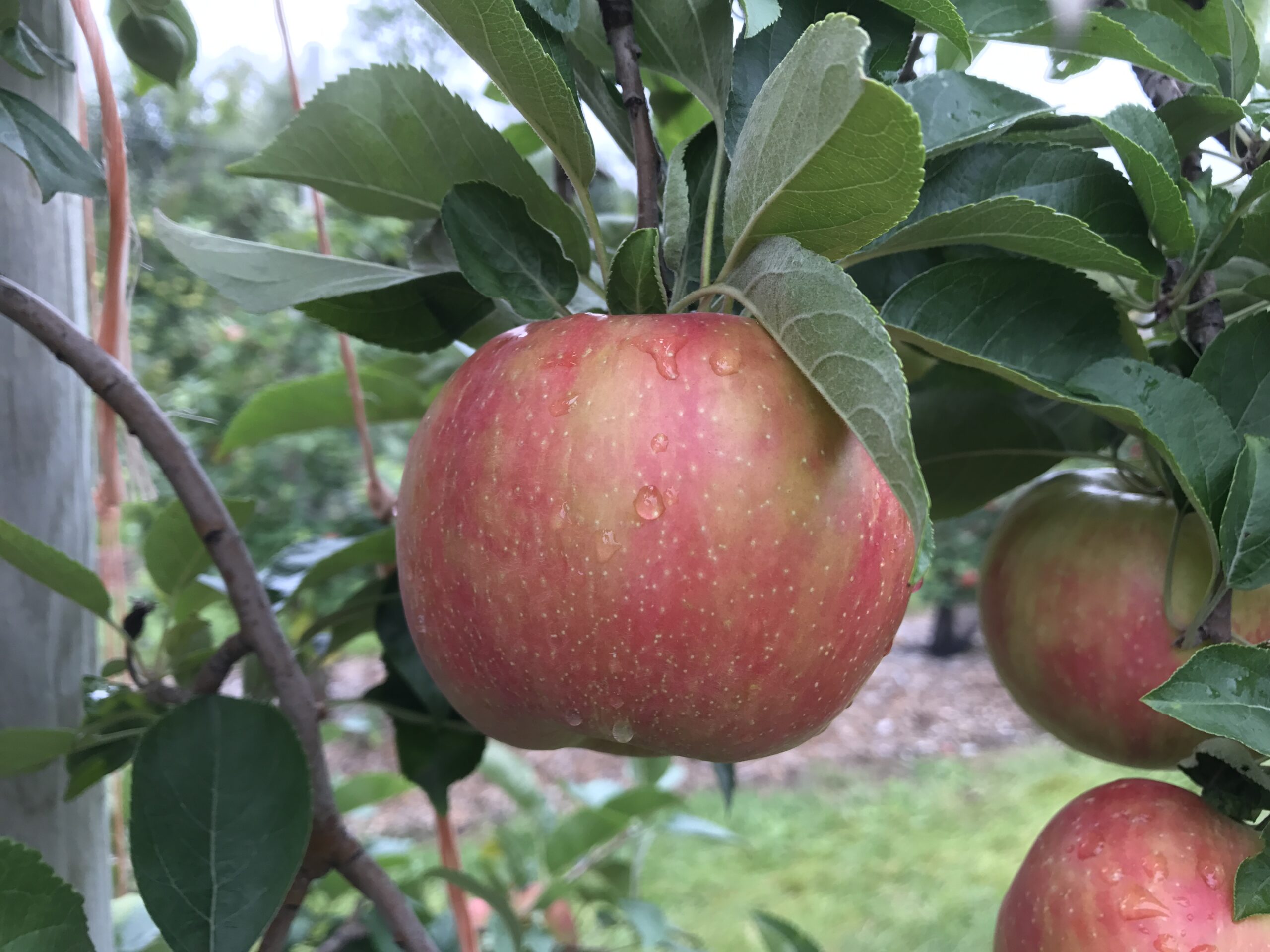 Pick Your Own Honey Crisp Apples at Parlee Farms