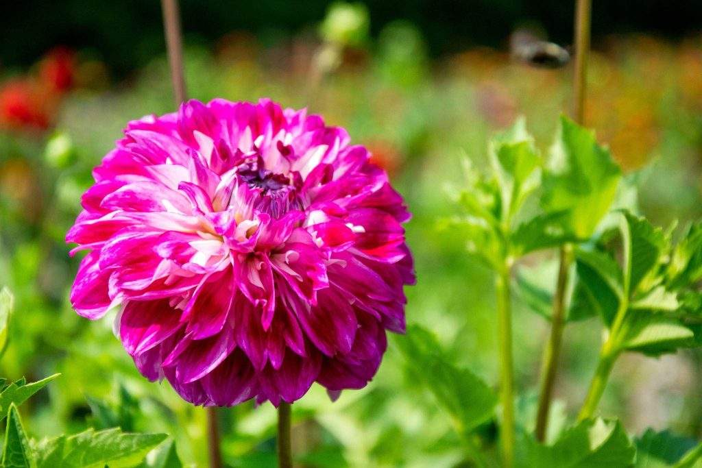 Cut Your Own Dahlias at Parlee Farms