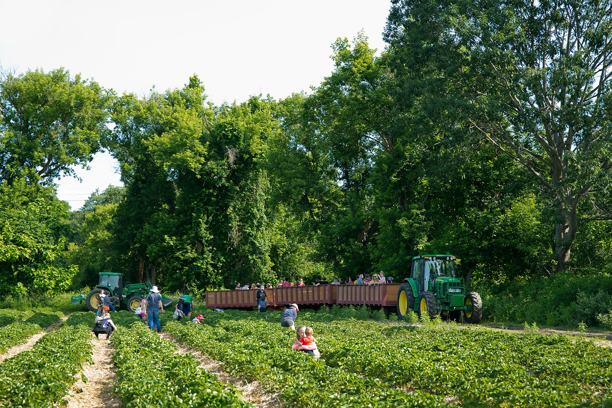 Hayrides to the Strawberry Field at Parlee Farms