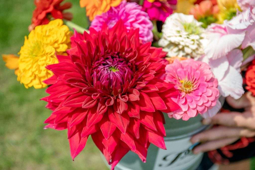 Cut your own dahlias at Parlee Farms in Tyngsboro MA