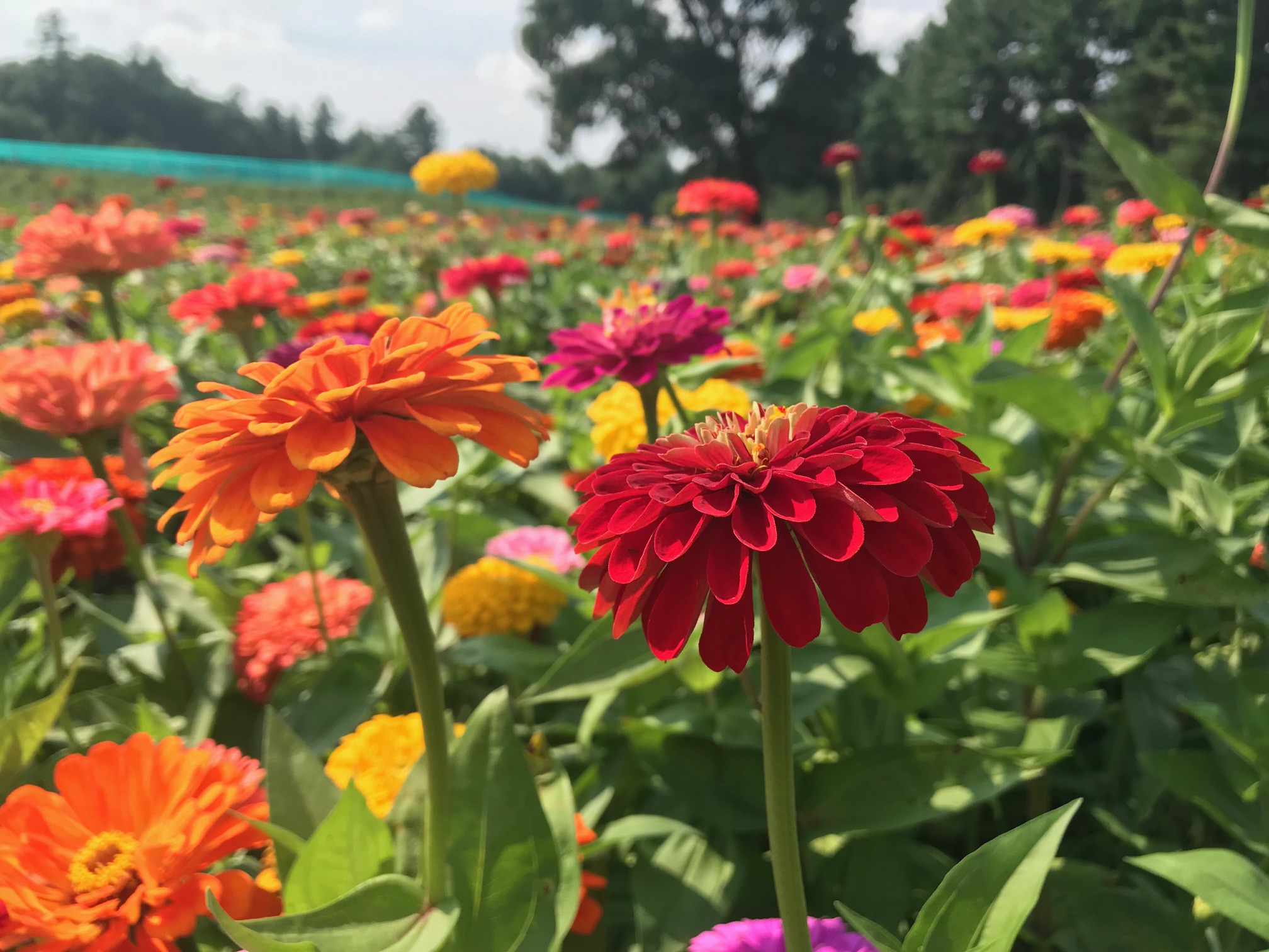 Cut Your Own Flowers at Parlee Farms