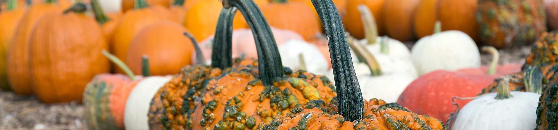 Best Pumpkin Patches Near Boston for Families