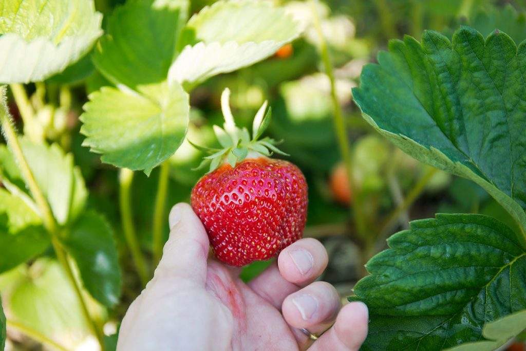 Pick Your Own Strawberries at Parlee Farms