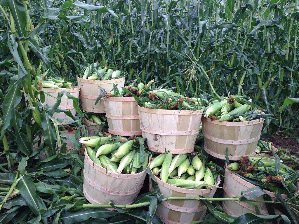 Parlee Farms Corn picked daily