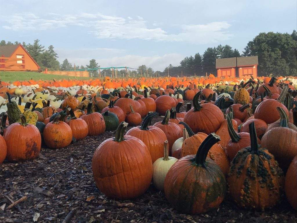 The Pumpkin Patch at Parlee Farms