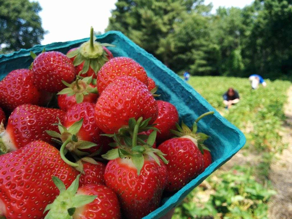 Pick Your Own Strawberries at Parlee Farms