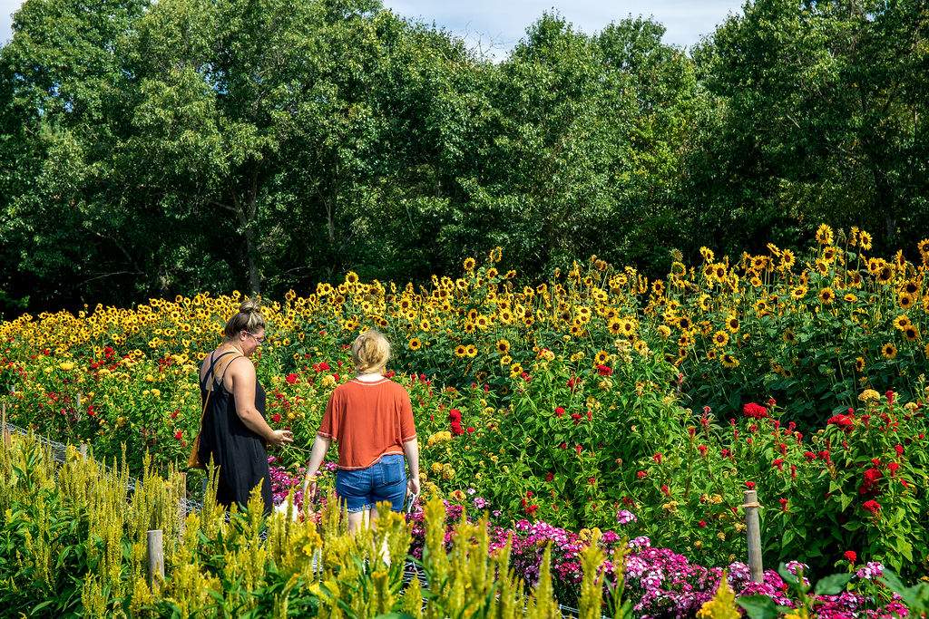 Pick Your Own Flowers at Parlee Farms
