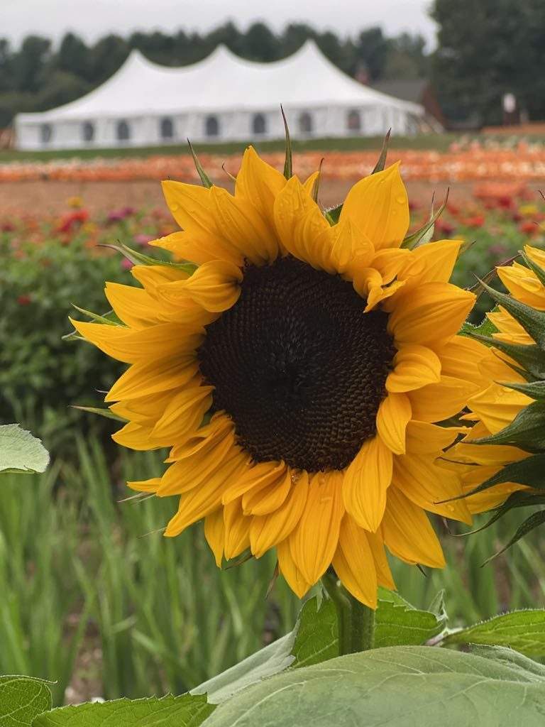 Parlee Farms Sunflower Garden, Tyngsboro MA