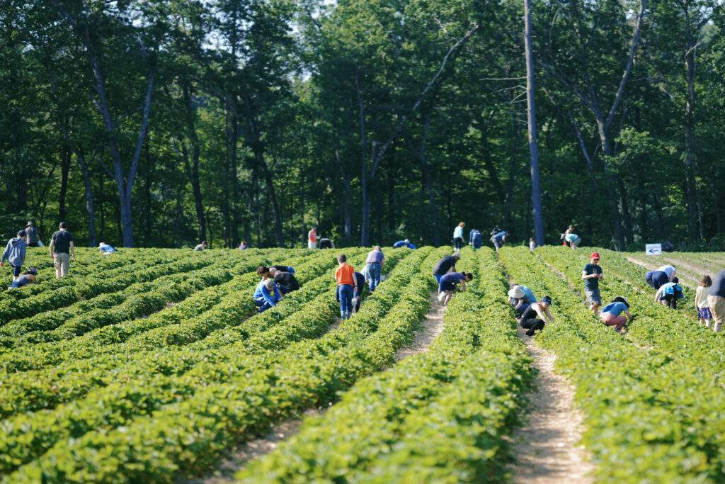 Pick Your Own Strawberries at Parlee Farms