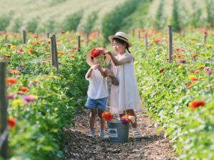 Cut Your Own Flowers at Parlee Farms